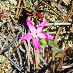 Silene littorea