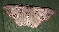 Scopula lautaria