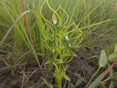 Habenaria cornuta