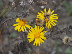 Rayjacksonia phyllocephala