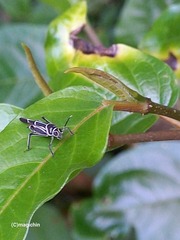 Ripipteryx rivularia