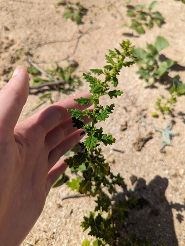 Image of Dysphania carinata by (c) Skyler Principe, some rights reserved (CC BY)