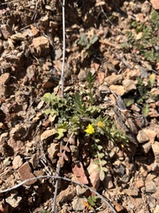 Tropidocarpum gracile