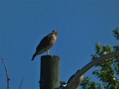 Buteo lineatus