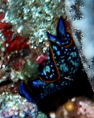 Camachoaglaja binter