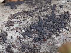 Jackrogersella cohaerens