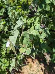 Gossypium tomentosum