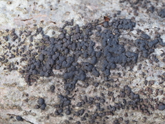 Jackrogersella cohaerens