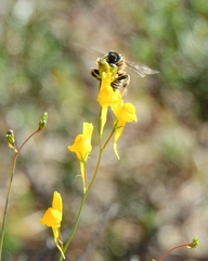 Xylocopa cantabrita