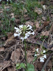 Cardamine