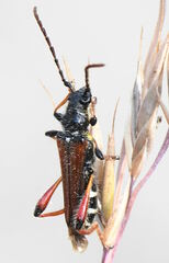 Stenopterus rufus