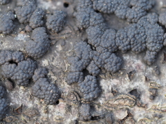 Jackrogersella cohaerens