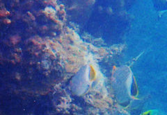 Chaetodon xanthocephalus