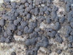 Jackrogersella cohaerens