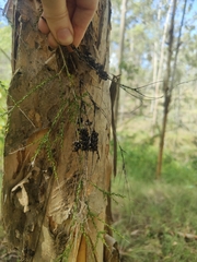 Melaleuca irbyana