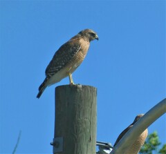 Buteo lineatus