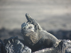 Microlophus albemarlensis