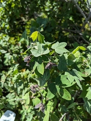 Gossypium tomentosum
