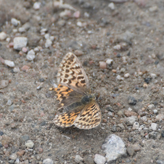 Boloria freija