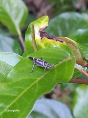 Ripipteryx rivularia