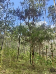 Melaleuca irbyana
