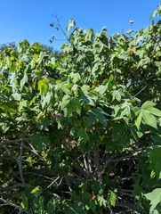 Gossypium tomentosum