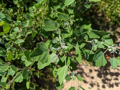 Chenopodium oahuense