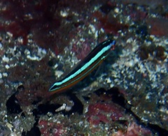 Coris atlantica