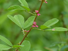Indigofera glandulosa