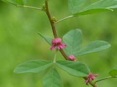 Indigofera glandulosa