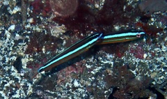 Coris atlantica