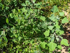 Chenopodium oahuense