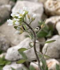Tomostima platycarpa