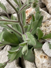 Tomostima platycarpa