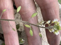 Tomostima platycarpa