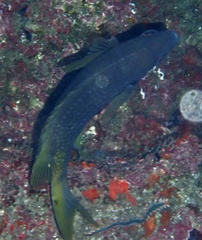 Chromis lubbocki