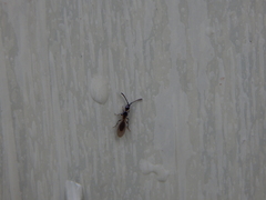 Diapriinae