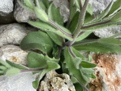 Tomostima platycarpa