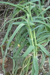 Allium ampeloprasum