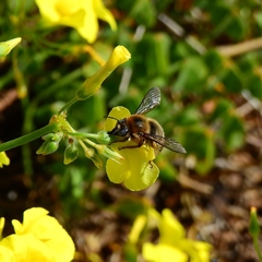 Xylocopa cantabrita