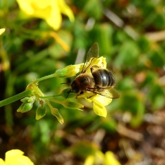 Xylocopa cantabrita