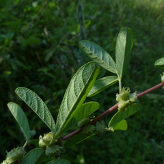 Indigofera glandulosa