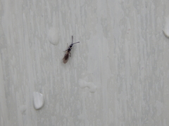 Diapriinae
