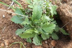 Centranthus calcitrapae