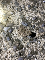 Rhinella horribilis
