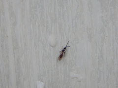 Diapriinae