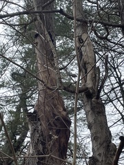 Poecile atricapillus