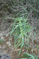 Allium ampeloprasum