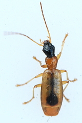 Demetrias monostigma