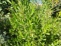 Dodonaea viscosa